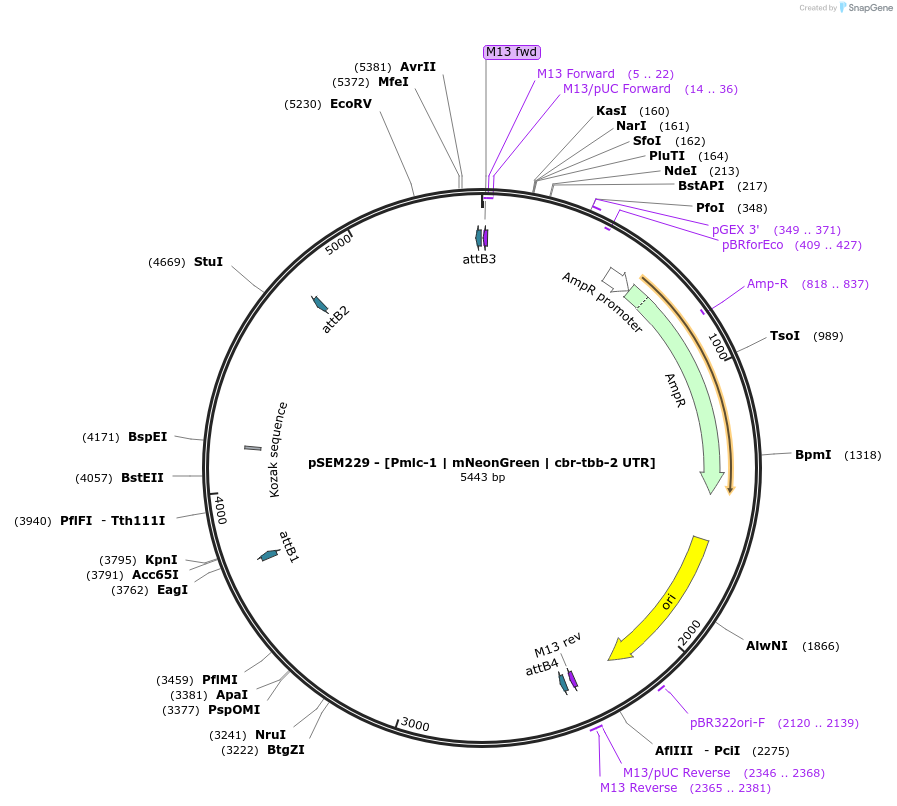 159896-plasmid-map-sequence-id-315119