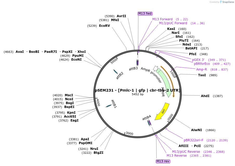 159897-plasmid-map-sequence-id-315123