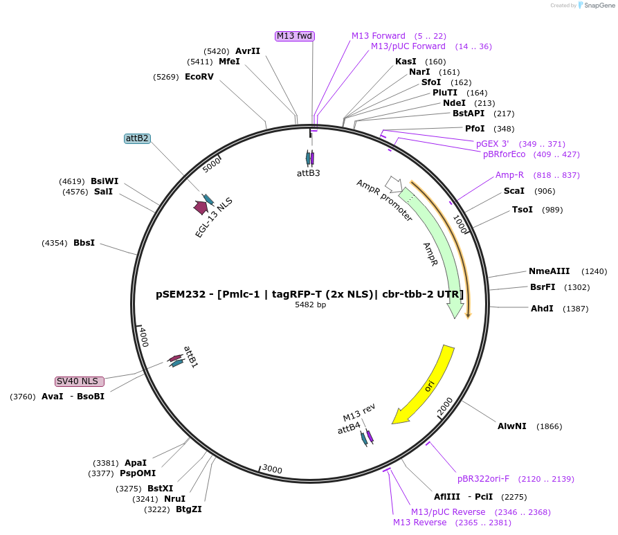 159898-plasmid-map-sequence-id-315126