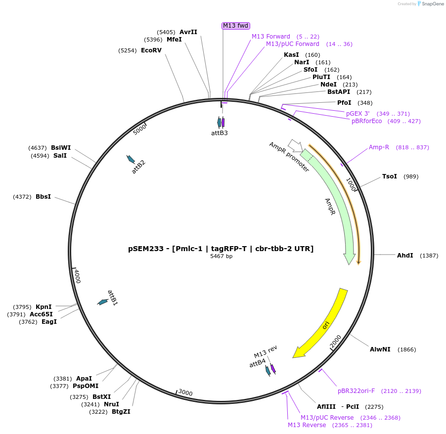 159899-plasmid-map-sequence-id-315128