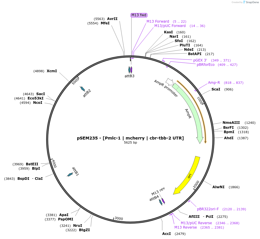 159900-plasmid-map-sequence-id-315129