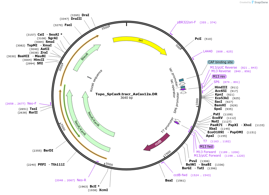 155050-plasmid-map-sequence-id-315172