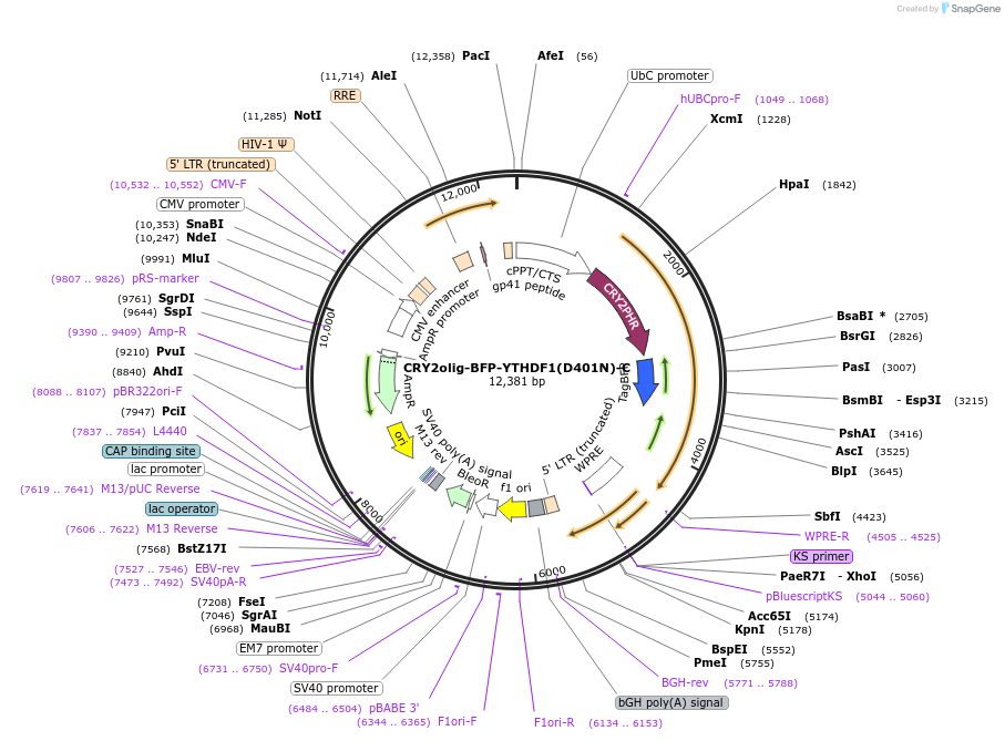 155354-plasmid-map-sequence-id-315181