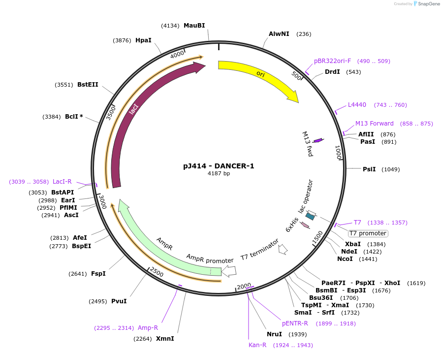 136385-plasmid-map-sequence-id-315212