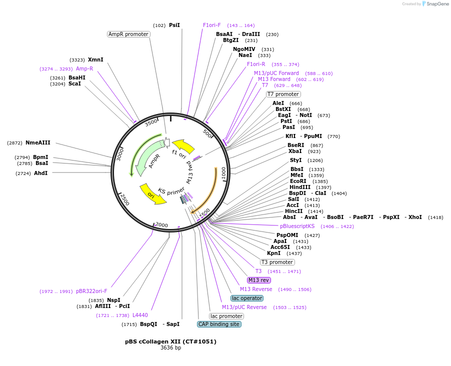13916-plasmid-map-sequence-id-315249