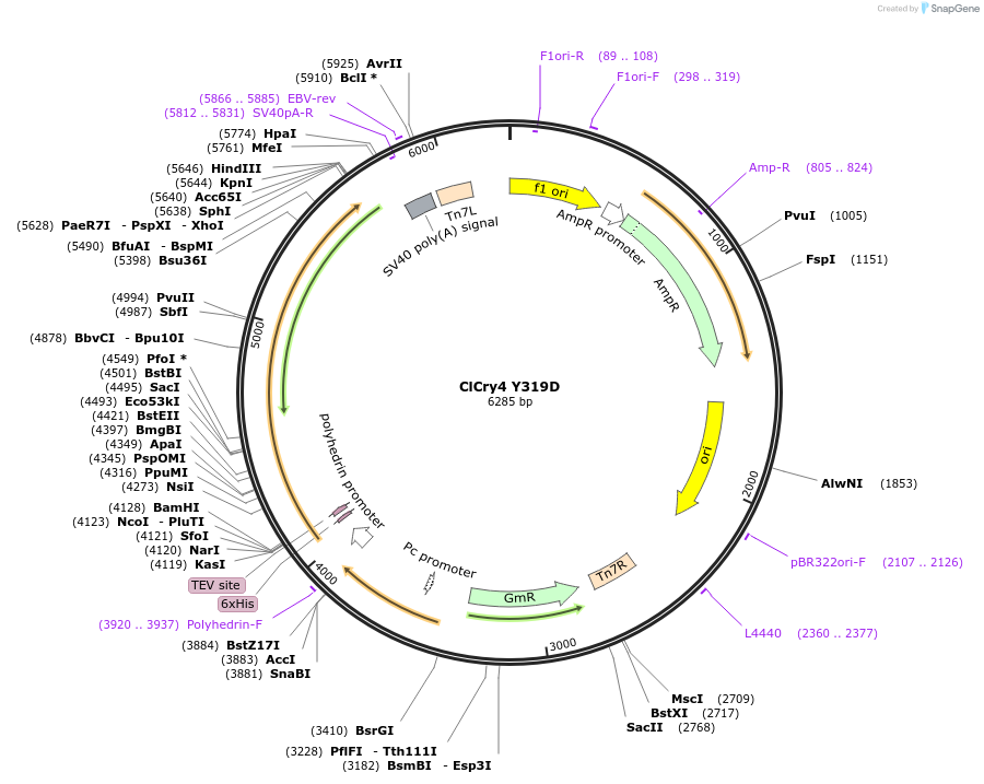 160649-plasmid-map-sequence-id-315302