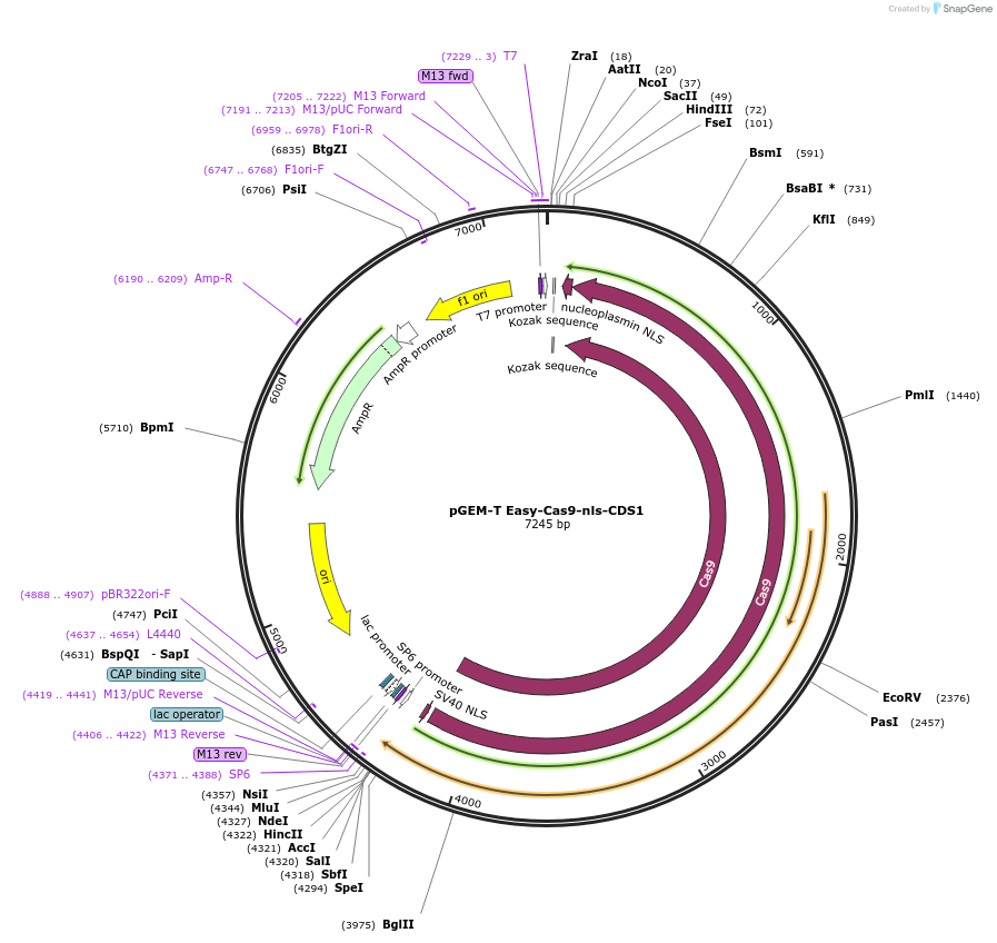160231-plasmid-map-sequence-id-315321