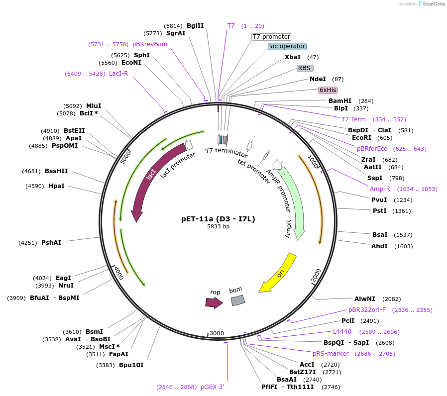 136605-plasmid-map-sequence-id-315331