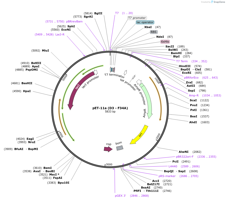 136606-plasmid-map-sequence-id-315332