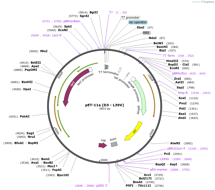 136607-plasmid-map-sequence-id-315344