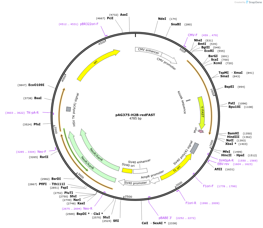 160360-plasmid-map-sequence-id-315355