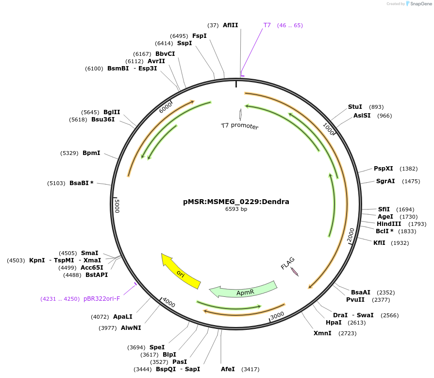159005-plasmid-map-sequence-id-315379