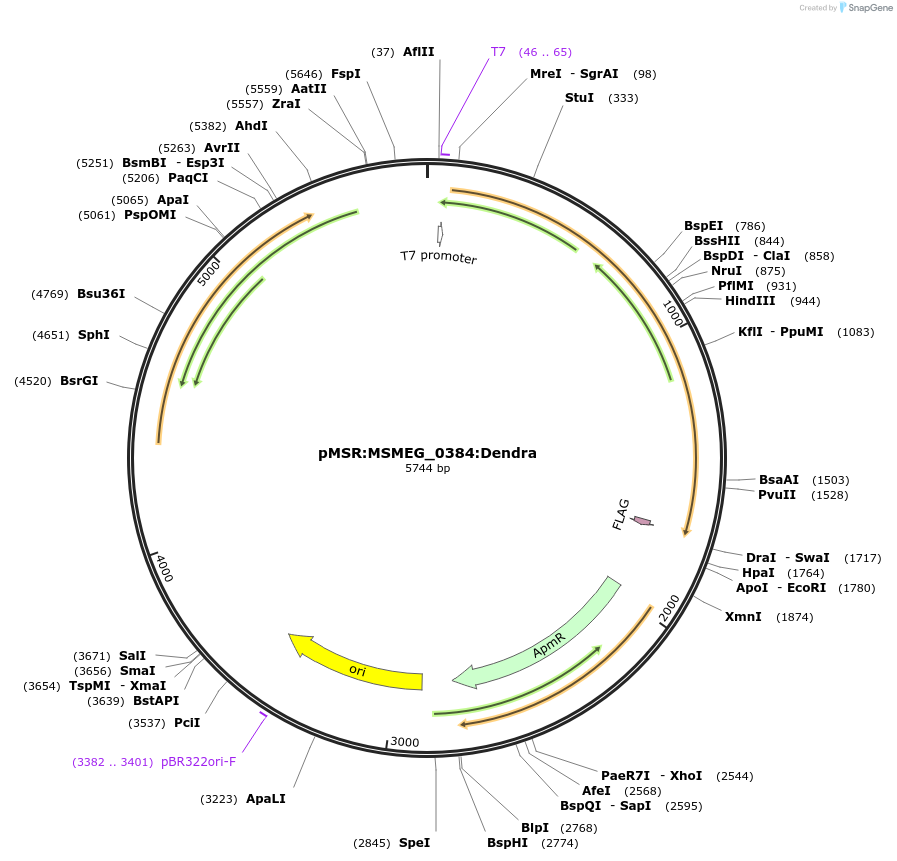 159013-plasmid-map-sequence-id-315383