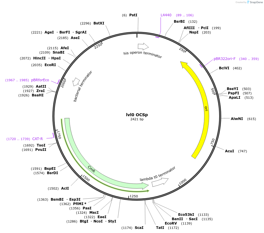 153367-plasmid-map-sequence-id-315410
