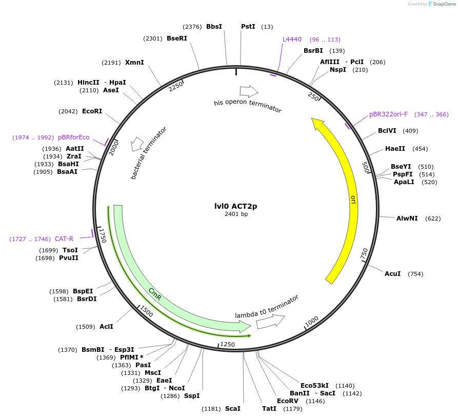 153374-plasmid-map-sequence-id-315411