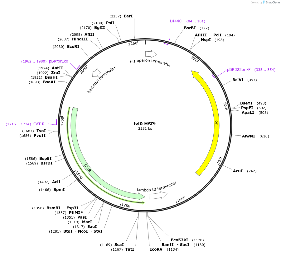 153378-plasmid-map-sequence-id-315412