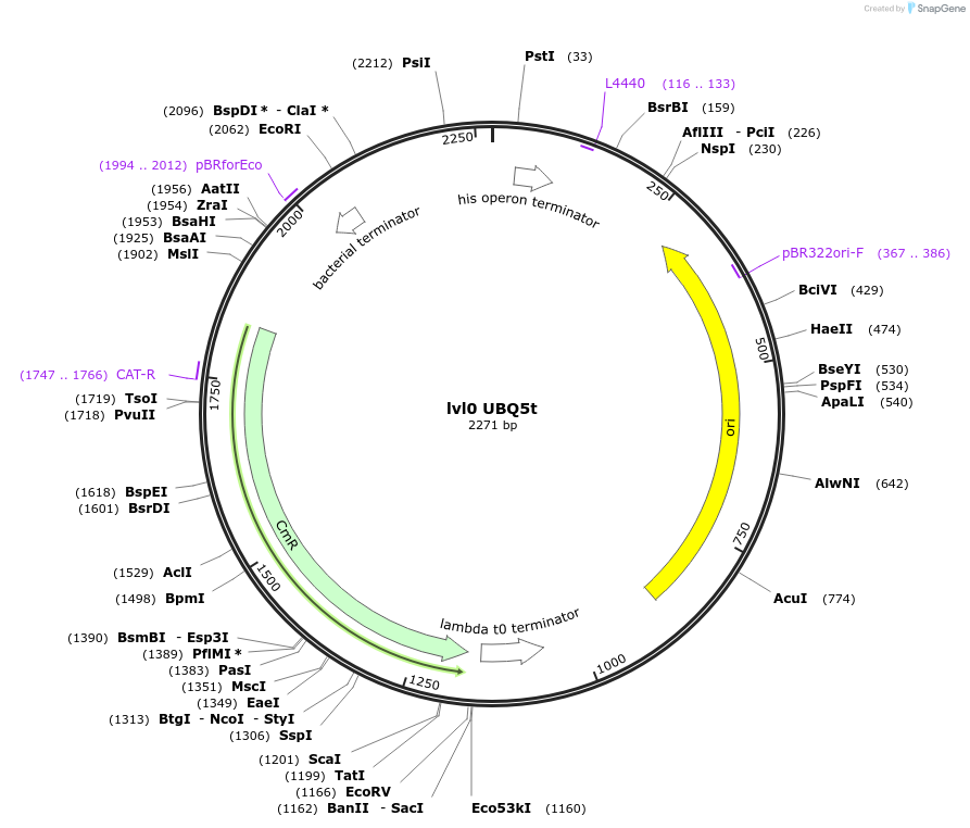 153383-plasmid-map-sequence-id-315413