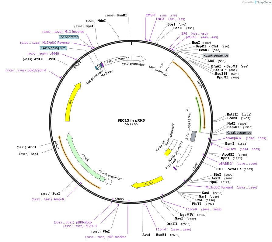 154215-plasmid-map-sequence-id-315441