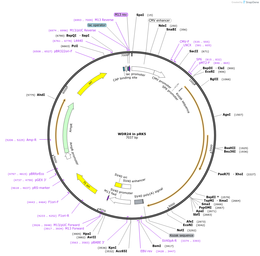 154213-plasmid-map-sequence-id-315443