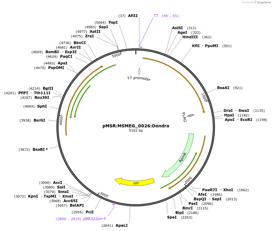 158998-plasmid-map-sequence-id-315460