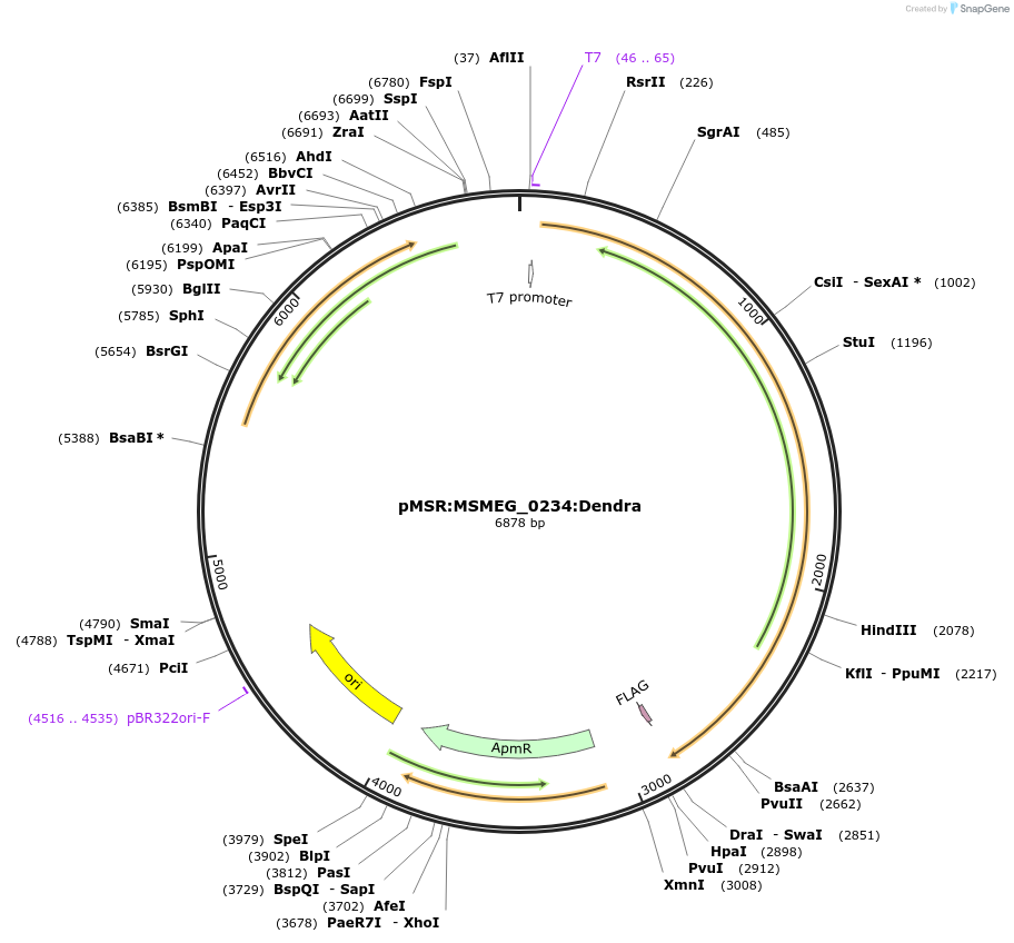 159006-plasmid-map-sequence-id-315461