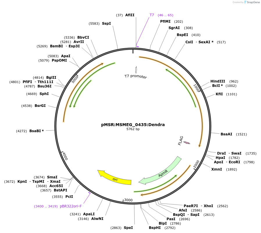 159014-plasmid-map-sequence-id-315462
