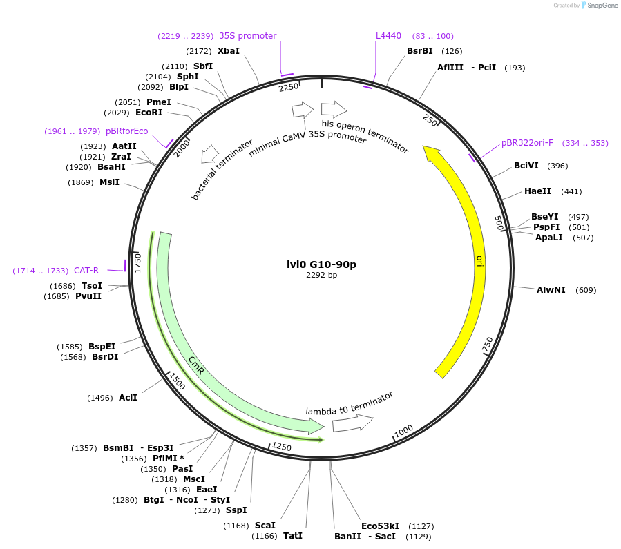 153370-plasmid-map-sequence-id-315471