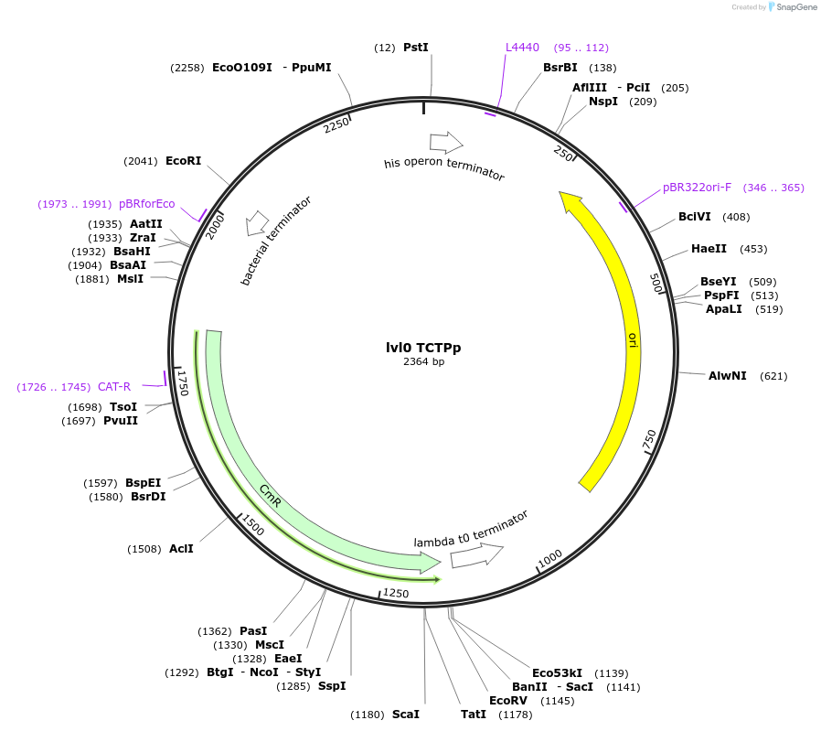 153368-plasmid-map-sequence-id-315472