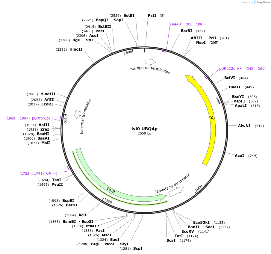 153366-plasmid-map-sequence-id-315473