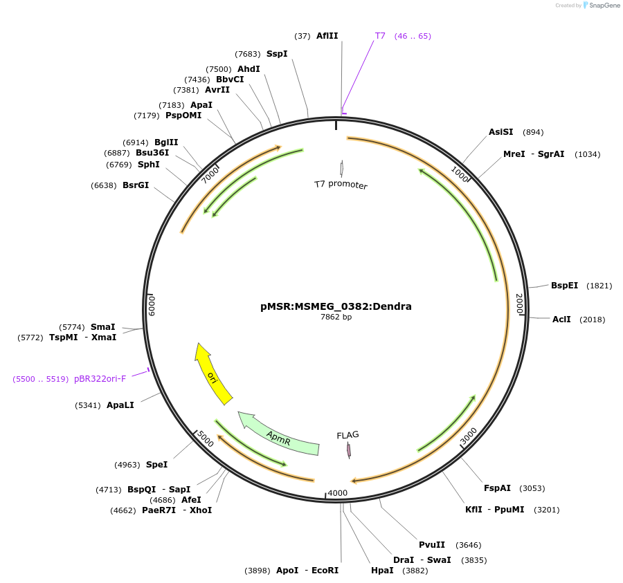 159057-plasmid-map-sequence-id-315475