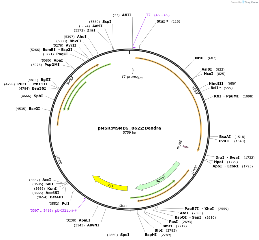 159071-plasmid-map-sequence-id-315477