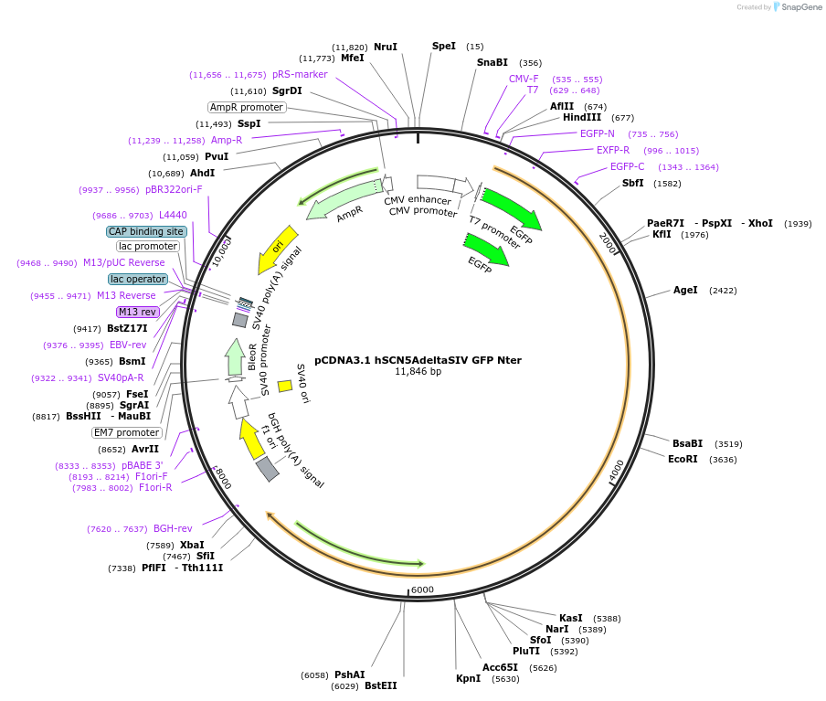 145770-plasmid-map-sequence-id-315499