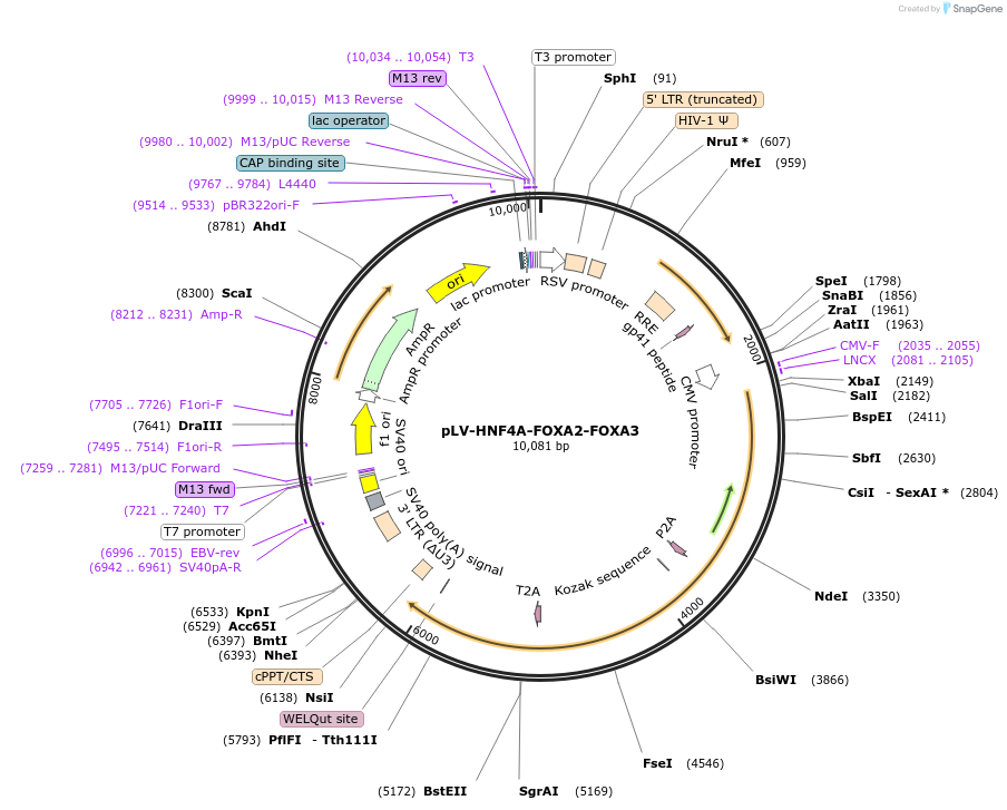 149724-plasmid-map-sequence-id-315522