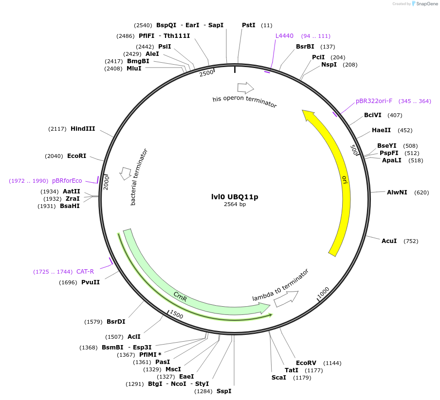 153365-plasmid-map-sequence-id-315525