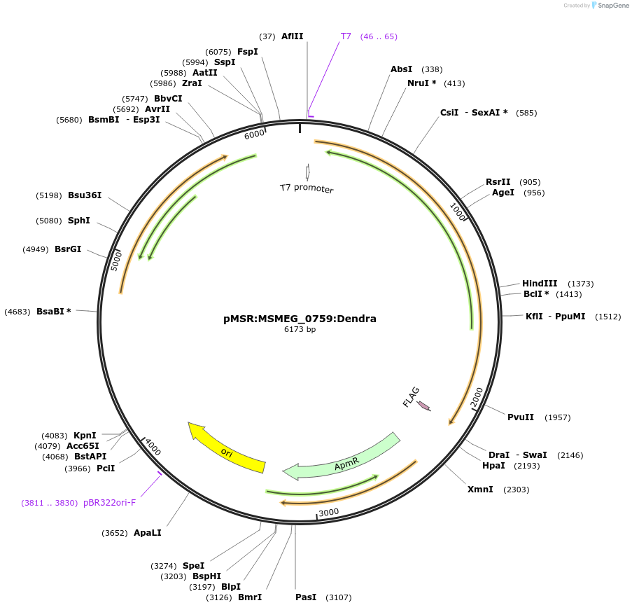 159022-plasmid-map-sequence-id-315546