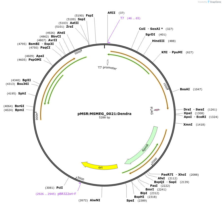 159037-plasmid-map-sequence-id-315577