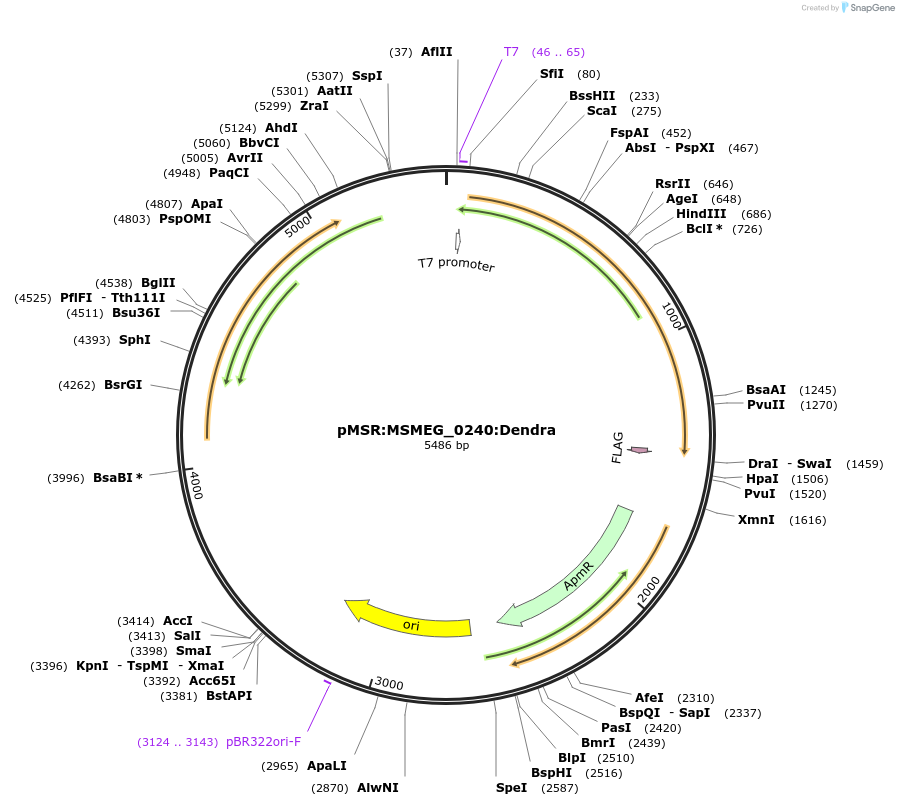 159044-plasmid-map-sequence-id-315578