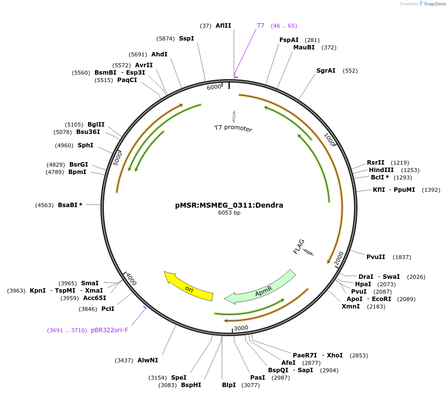 159052-plasmid-map-sequence-id-315579