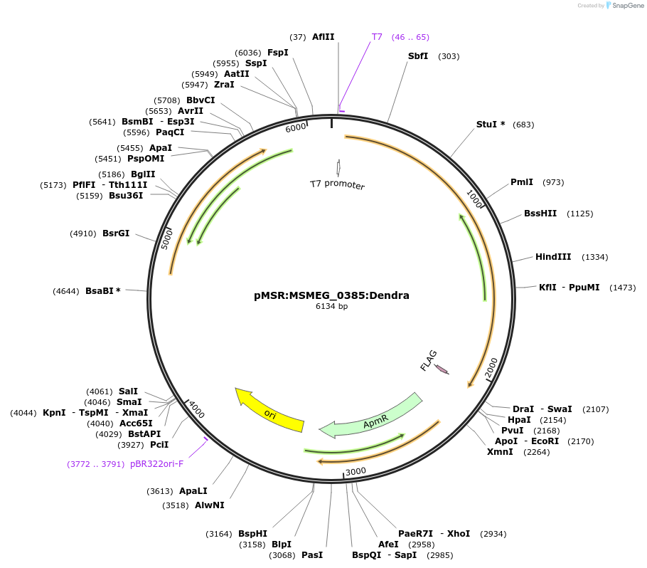 159058-plasmid-map-sequence-id-315580