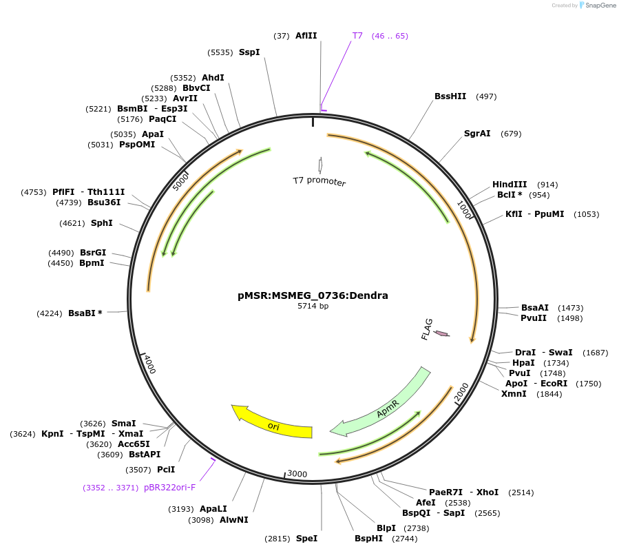 159080-plasmid-map-sequence-id-315583