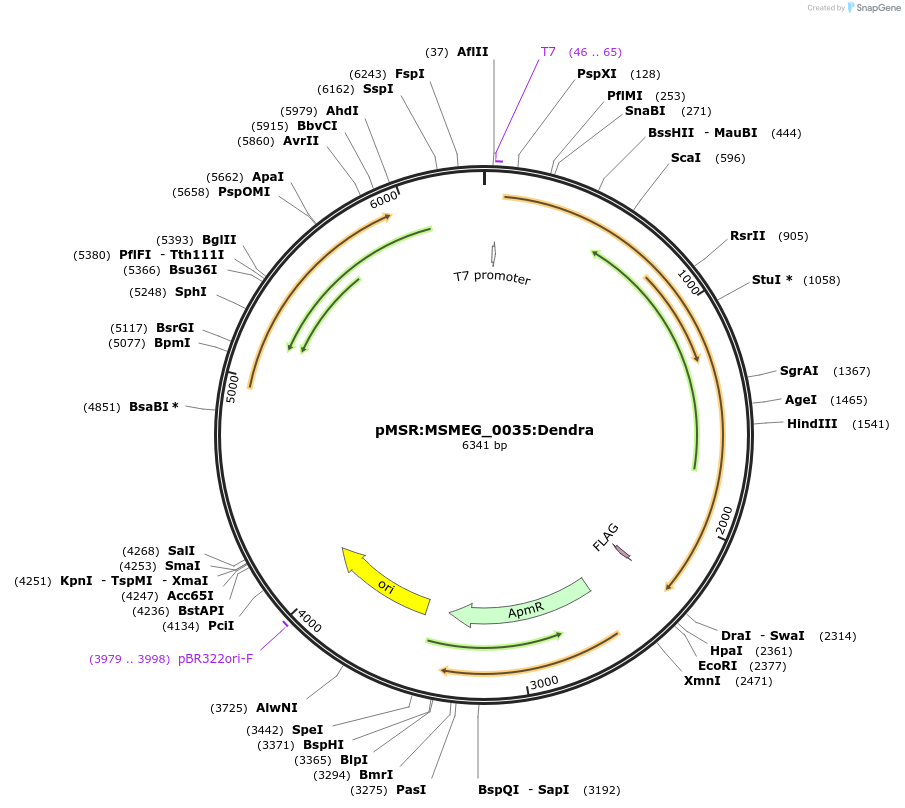 159000-plasmid-map-sequence-id-315585