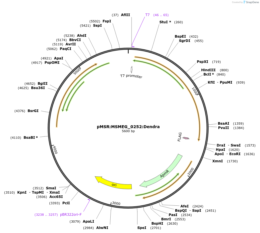 159008-plasmid-map-sequence-id-315586