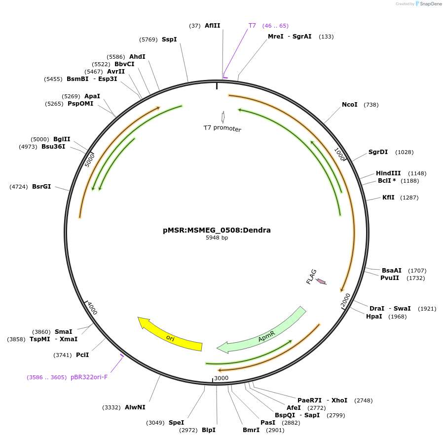 159016-plasmid-map-sequence-id-315588
