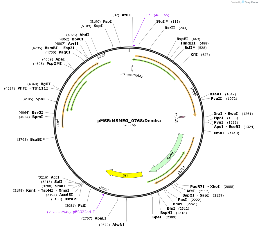 159023-plasmid-map-sequence-id-315591