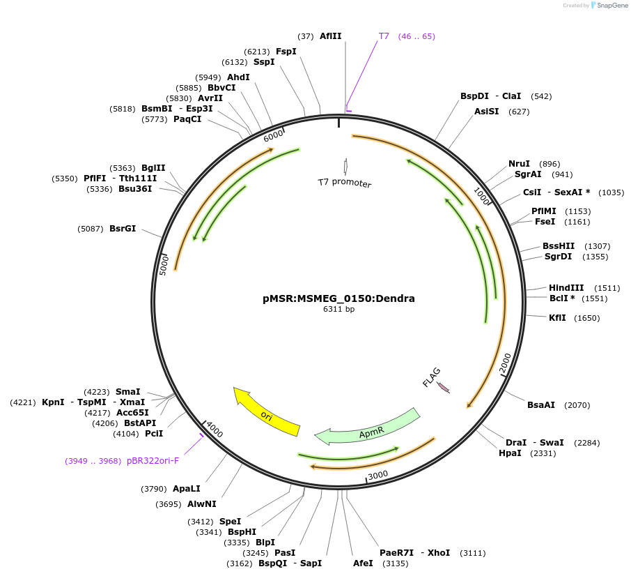 159030-plasmid-map-sequence-id-315592