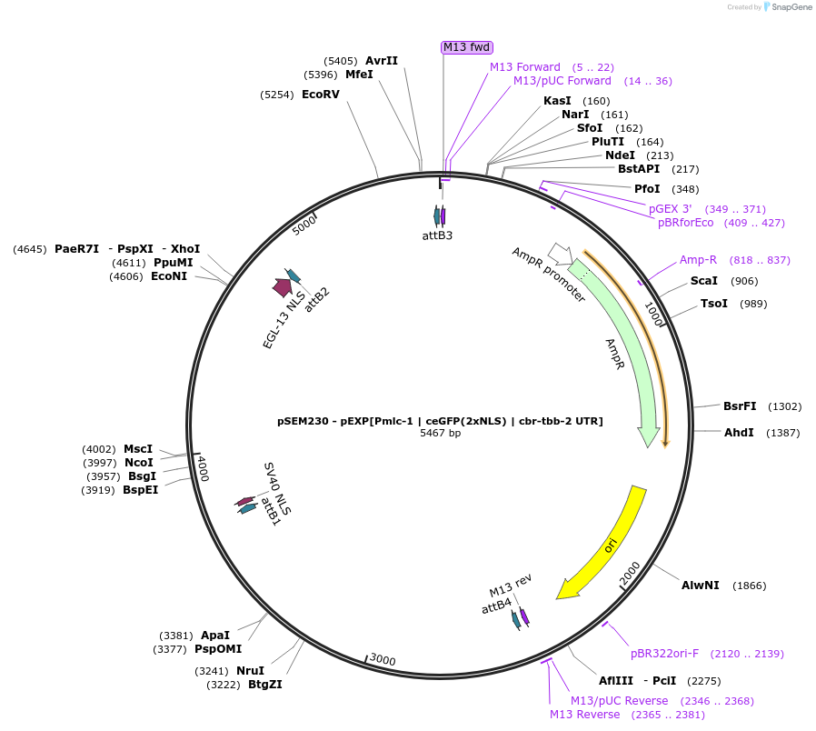 159794-plasmid-map-sequence-id-315594