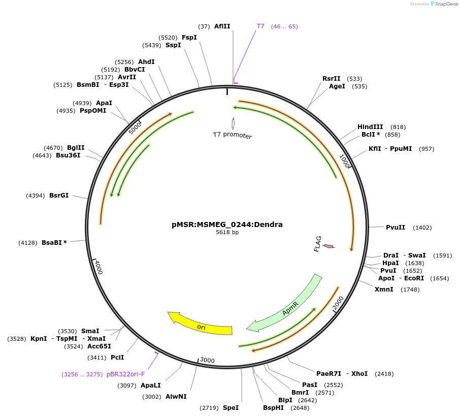 159045-plasmid-map-sequence-id-315603