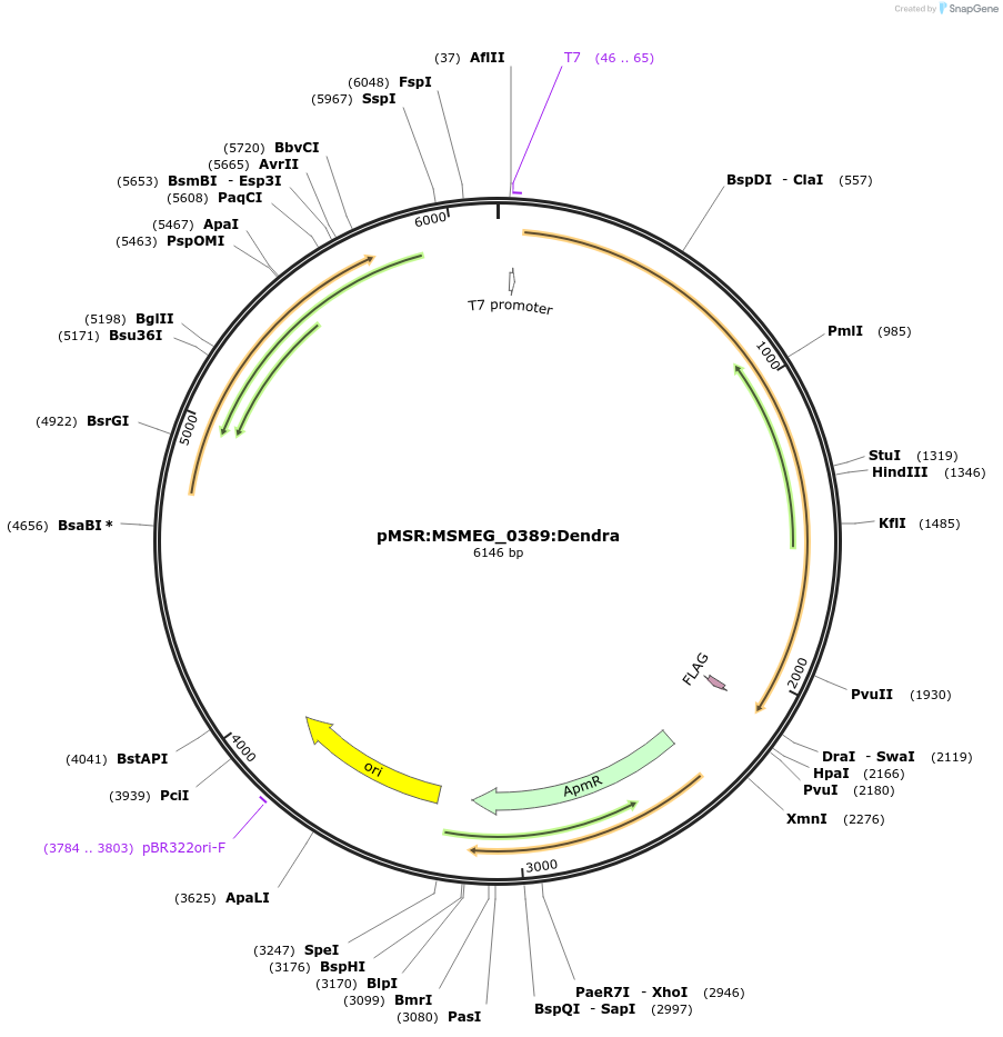 159059-plasmid-map-sequence-id-315605
