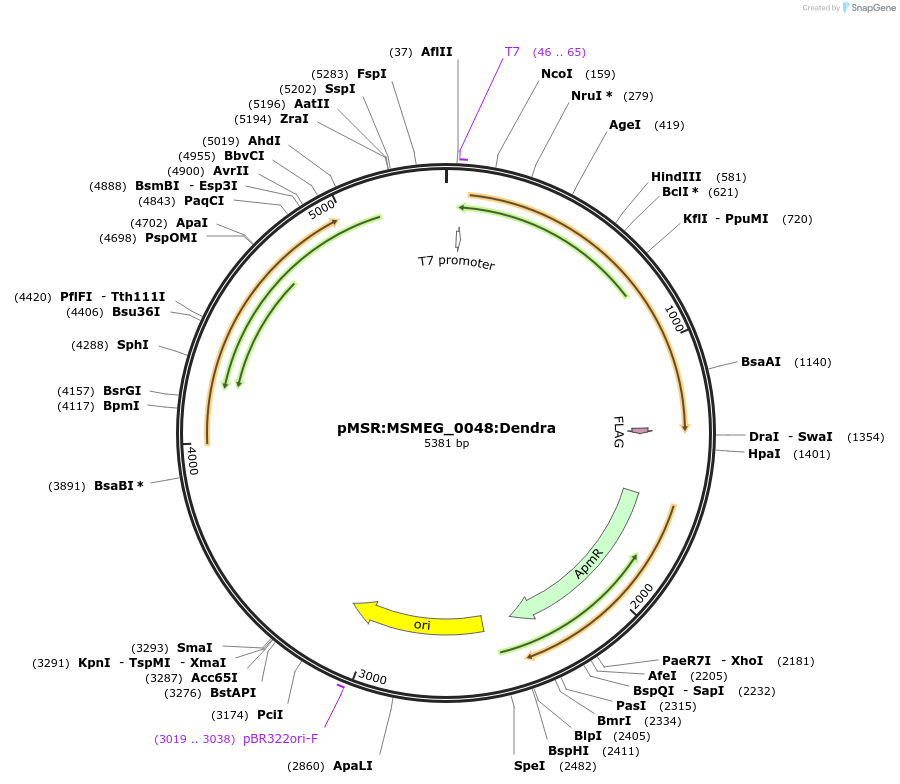 159001-plasmid-map-sequence-id-315611