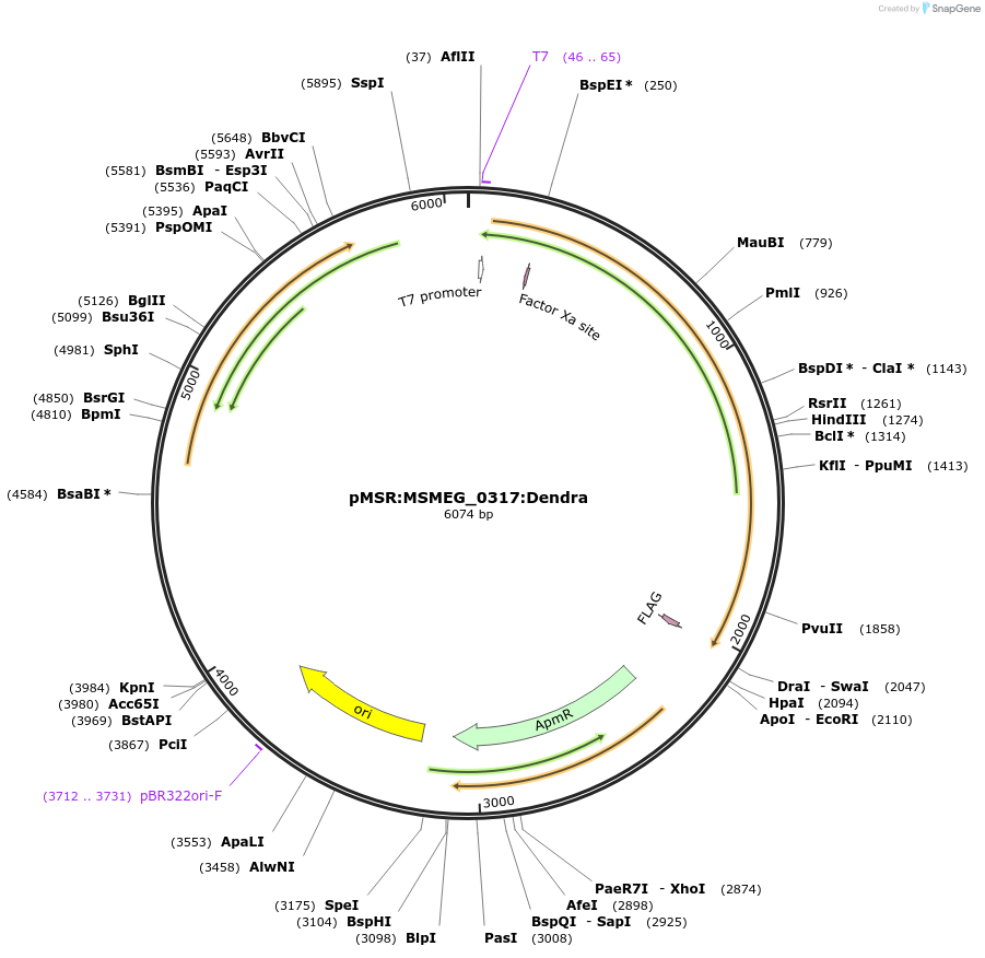 159009-plasmid-map-sequence-id-315612